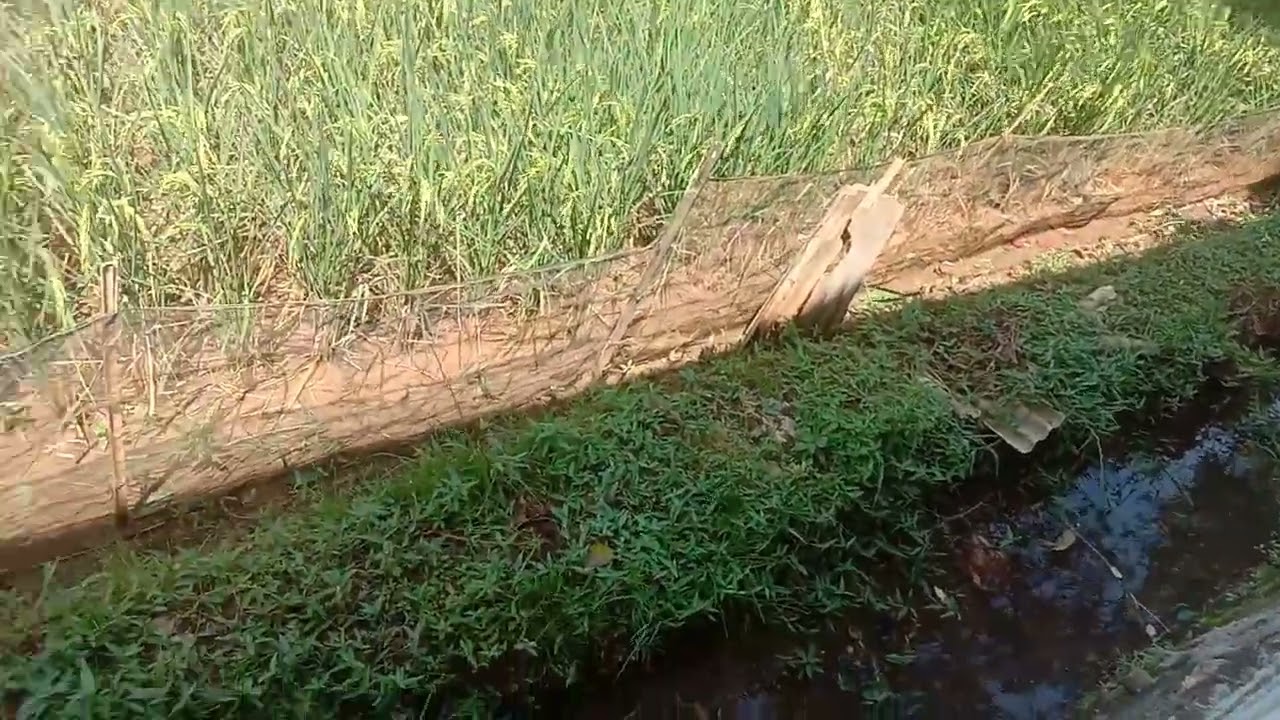 Cilacap saat ini angin kencang