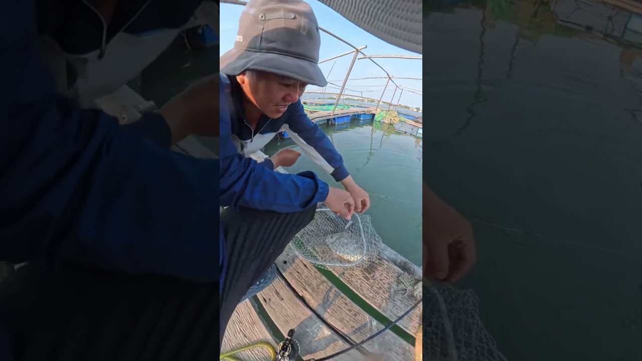 C&acirc;u c&aacute; r&igrave;a , mồi bột , rường cơm , c&acirc;u ikada