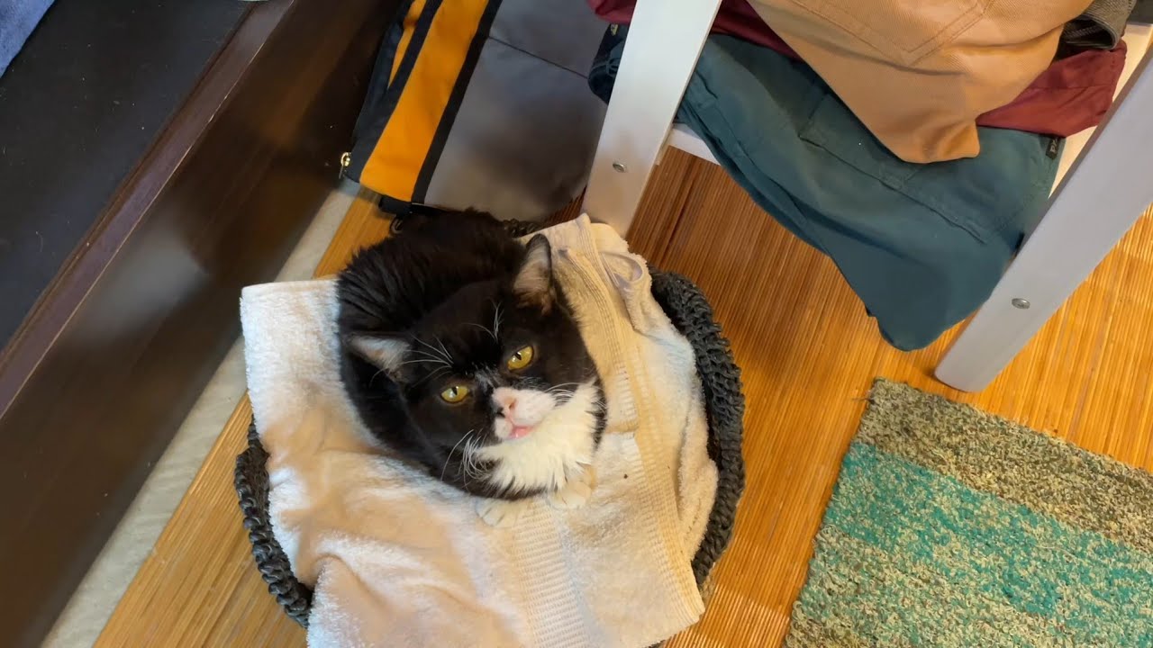 猫をおぼんに乗せて外に出してみた