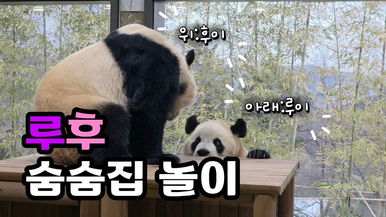 현장영상 🎦루후 숨숨집 나란히 먹방 | 꽁냥놀이🎦 💕🐼루이바오🐼후이바오💕 🗓20260224