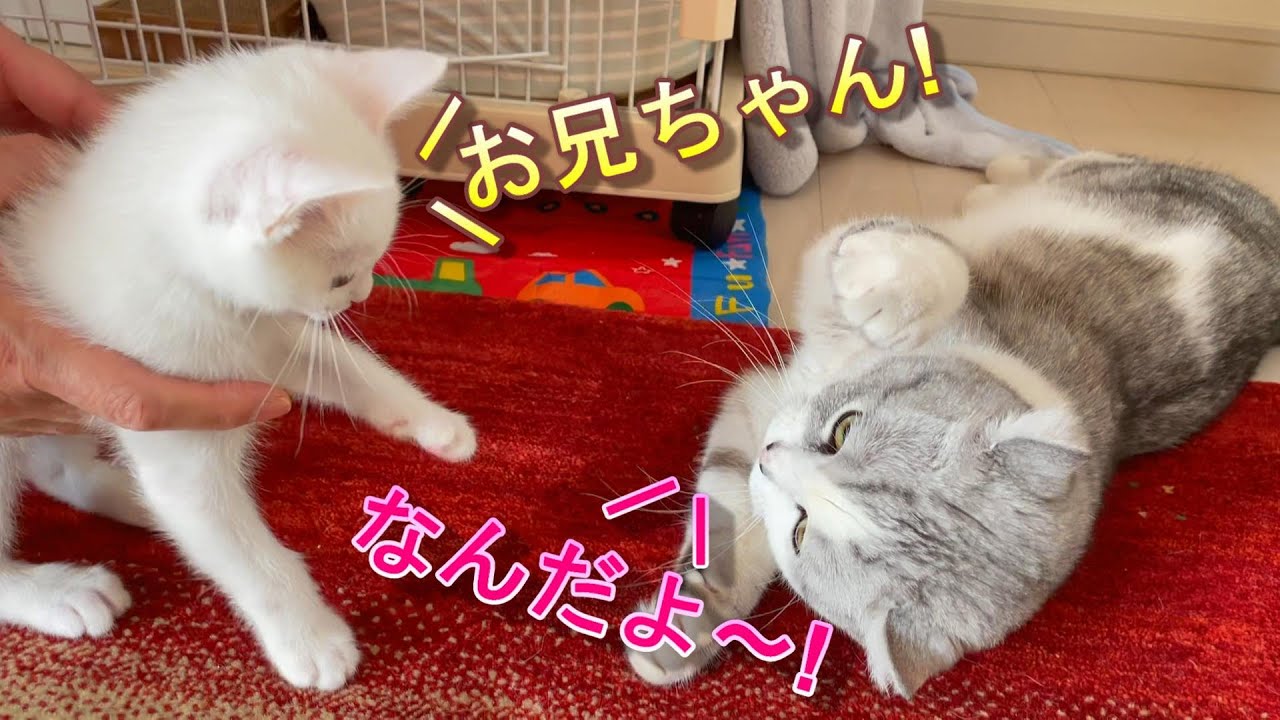 ママが大好きな先住猫と新入り子猫の毎日の遊び方