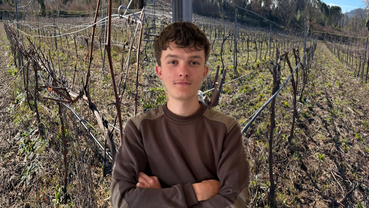 La taille de la vigne