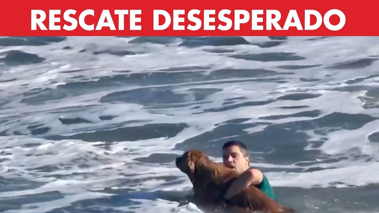 Mar del Plata: habló el héroe que rescató a un perro arrastrado por el mar