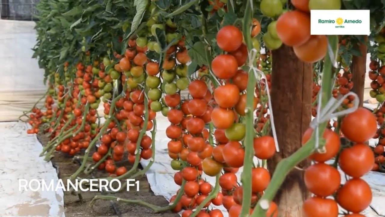 I Jornadas de Tomate de Ramiro Arnedo en La Cañada (Almería)
