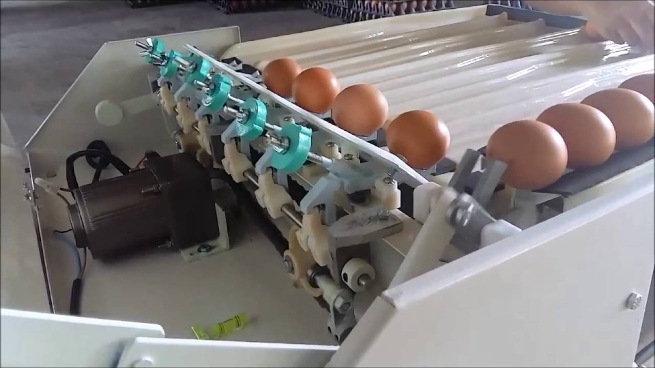 Machine Egg Size Grading