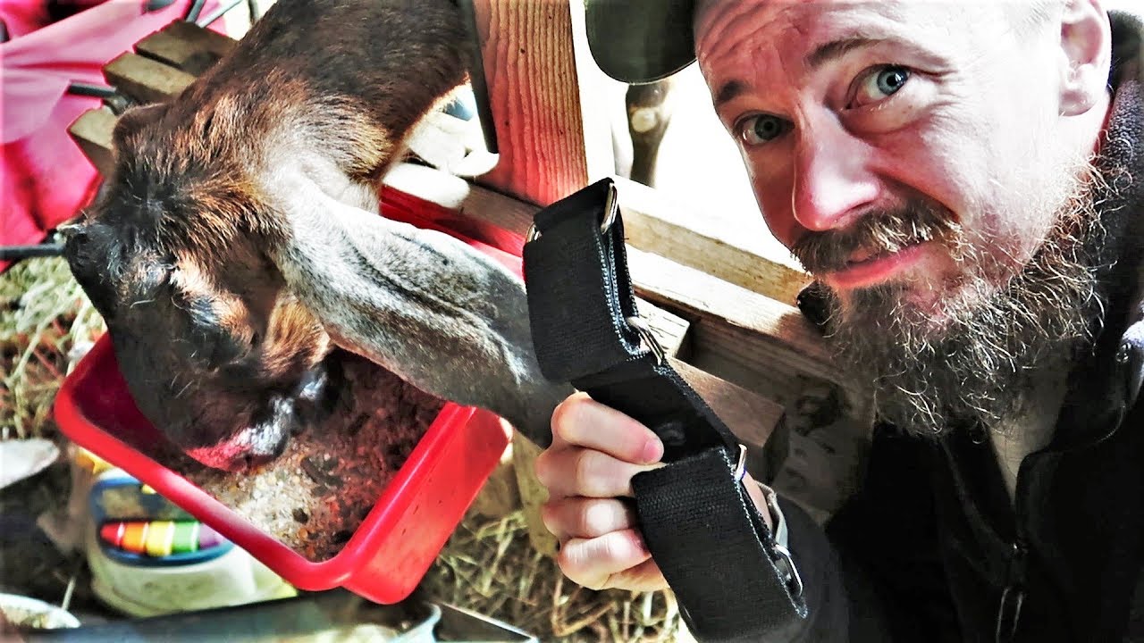 Trying Hobbles On A KICKING Goat