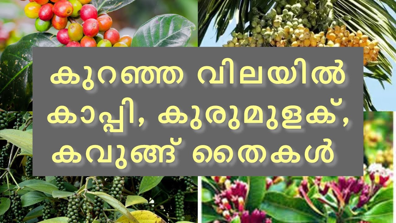 കുറഞ്ഞ വിലയിൽ കാപ്പി, കുരുമുളക്, കവുങ്ങ് തൈകൾ, whatsapp 9495745710#greenoasisgarden #plantsale
