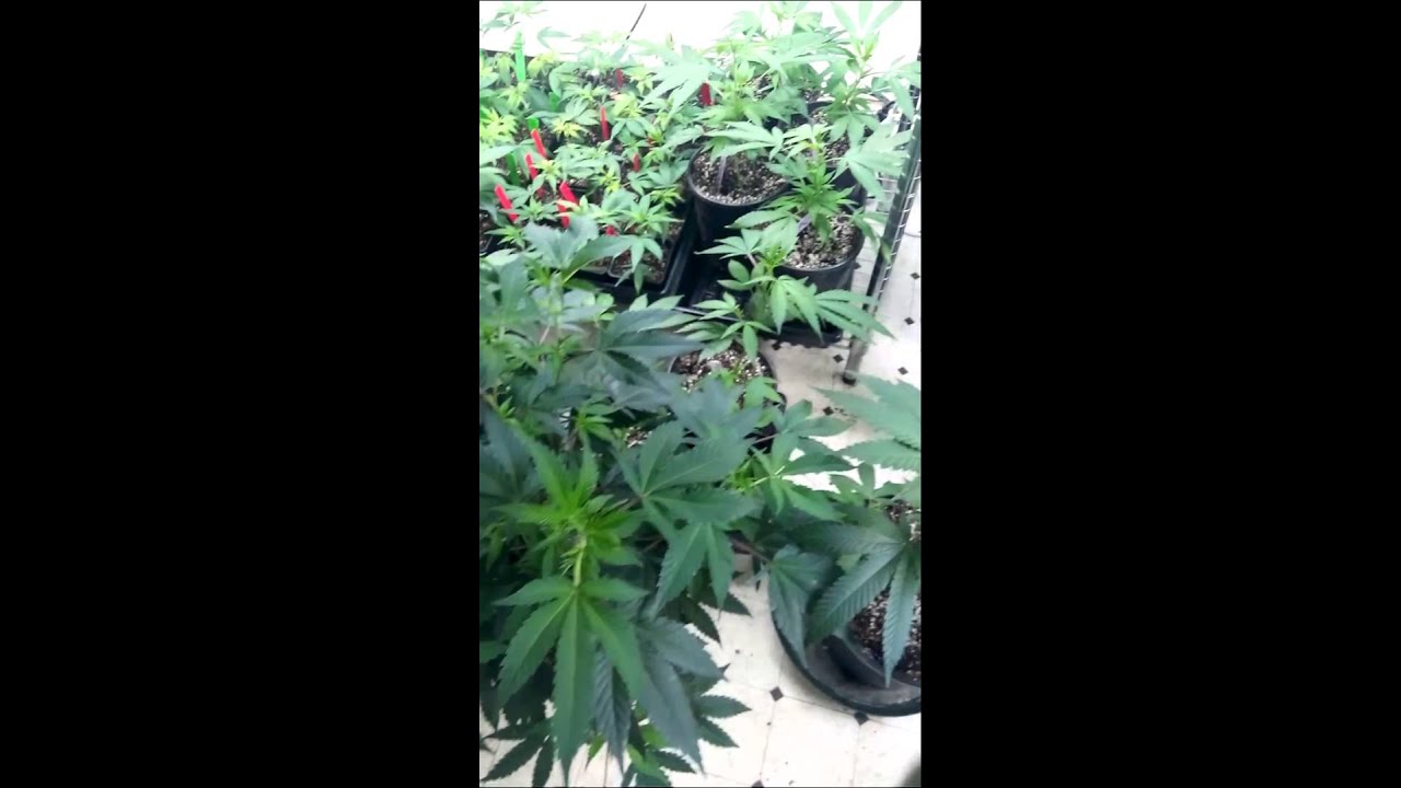 Warren Puffit 2015-16 Grow