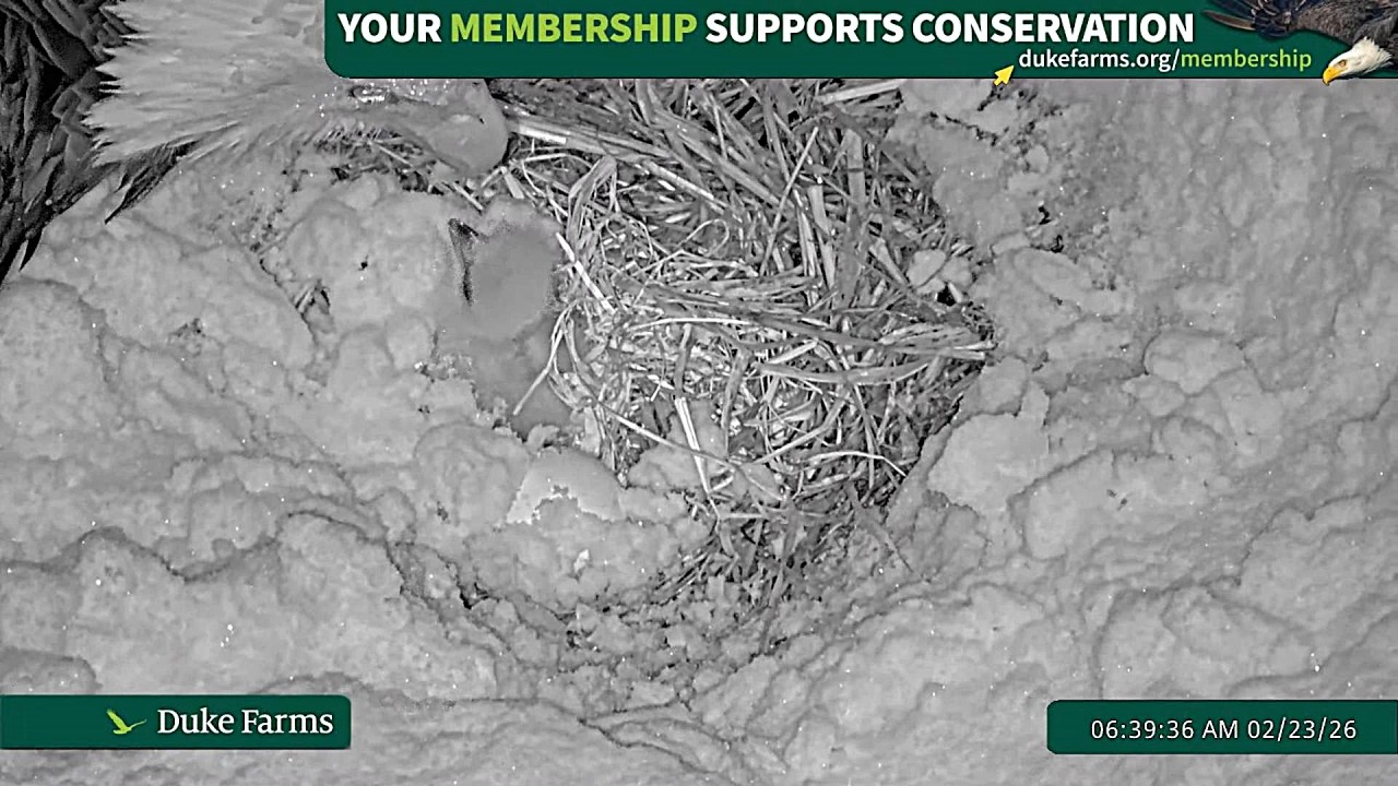 Duke Farms Eagles ~ Eaglet #1 hatches before the blizzard of Feb 2026