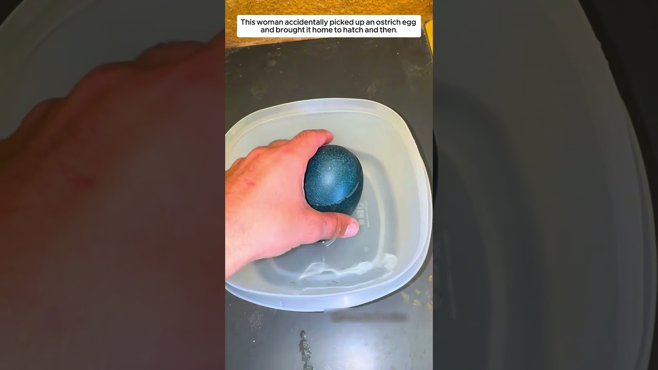 This woman accidentally picked up an emu egg and brought it home, then. #animalshorts