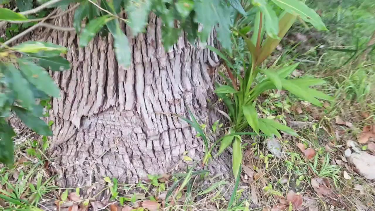 Camphor laurel