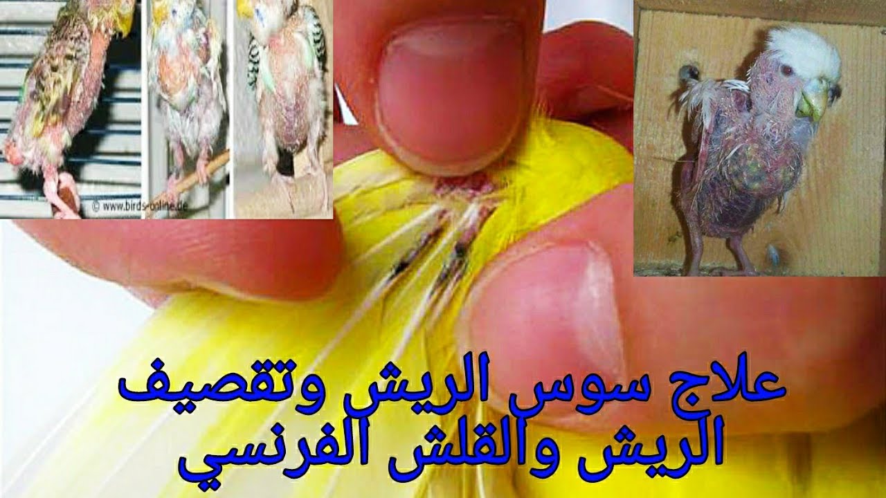 الوقاية و علاج سوس الريش عند البادجي الاسترالي