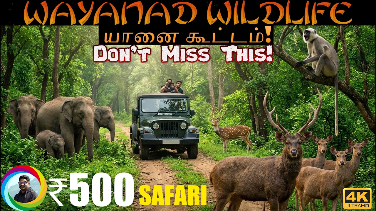🔥 Wild Tholpetty சபாரியில் நாங்கள் பார்த்த அதிசயம்! ✨Tholpetty Jeep Safari 🔥