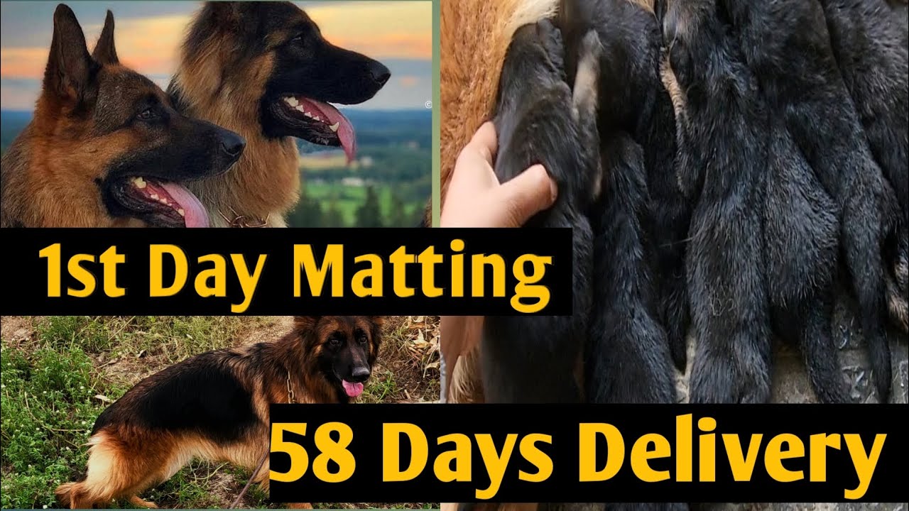 German Shepherd Female 1st Day to Delivery Process #pregnant #Delivery #puppy #germanshepherd #dogs