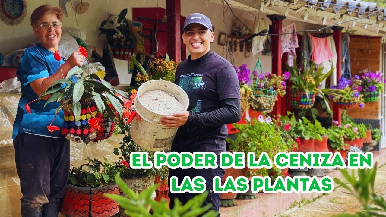 La receta perfecta que hace florecer el jardín, CENIZA + BOÑIGA de vaca |AP