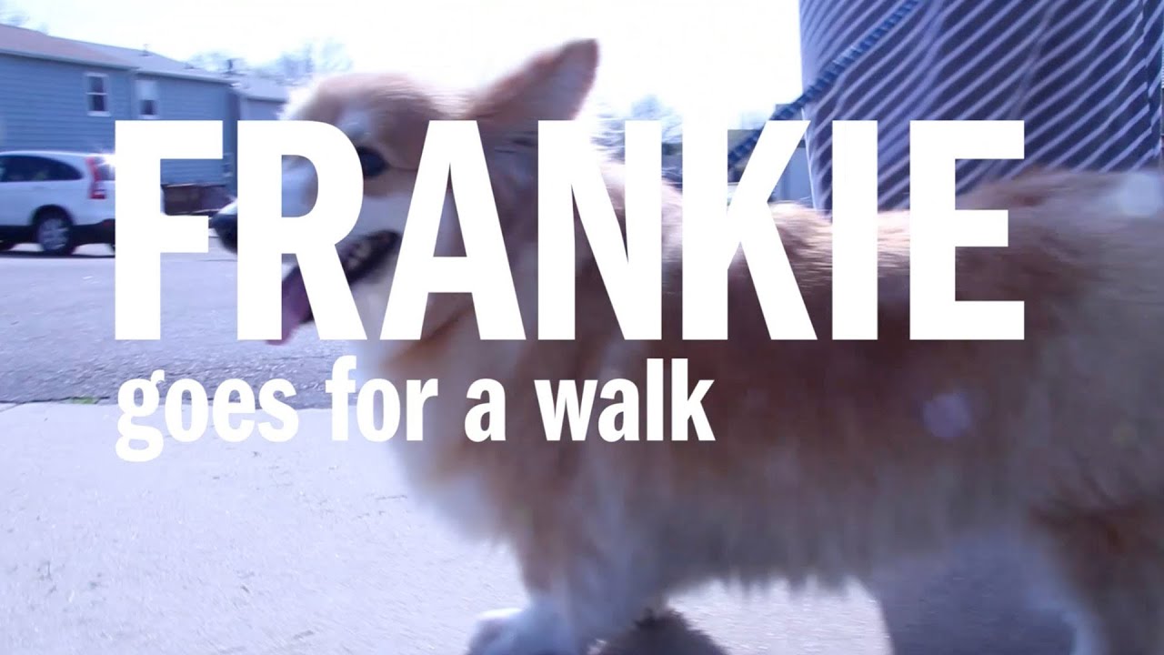 Frankie the Fluffy Corgi Goes for a Walk