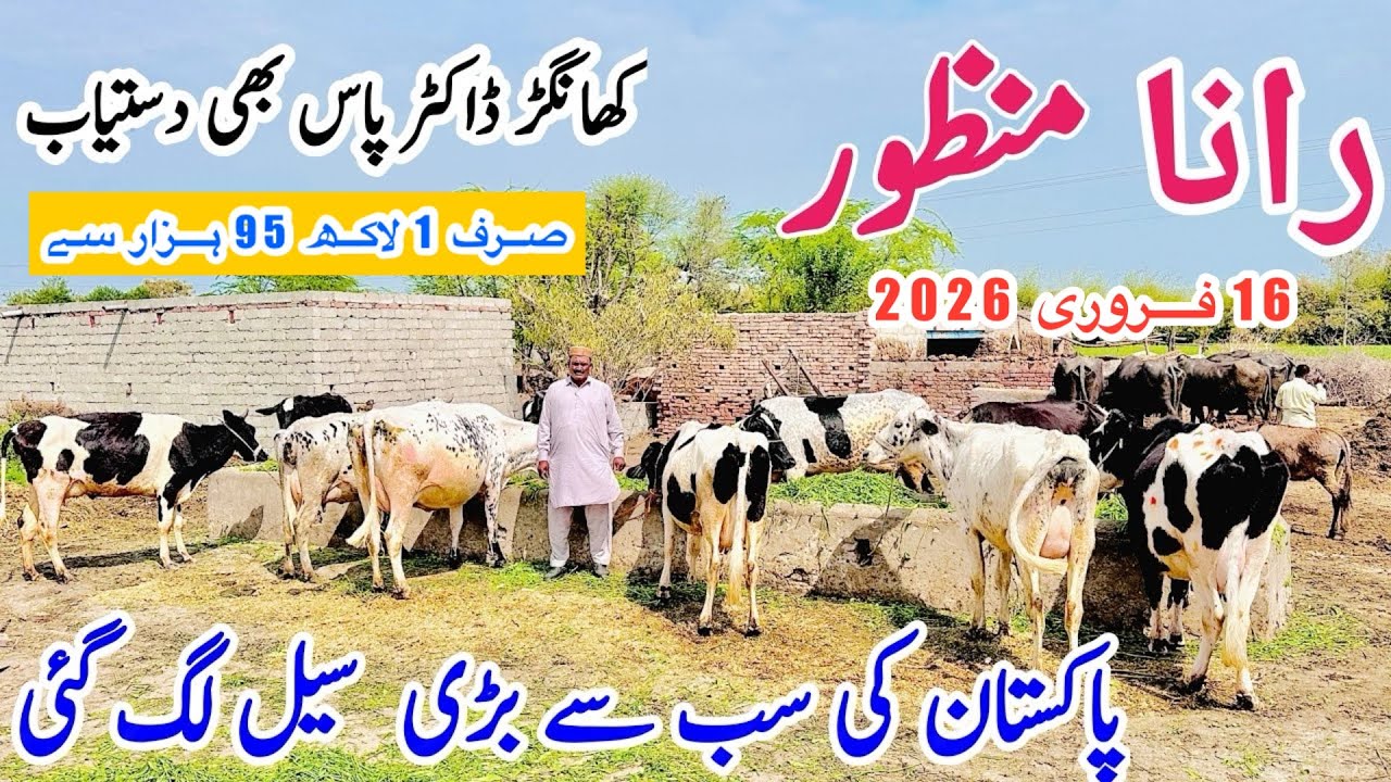 Rana Manzoor Dairy Farm | Rana Manzoor New Video | Top Class Khangar Cows For Sale |16 February 2026