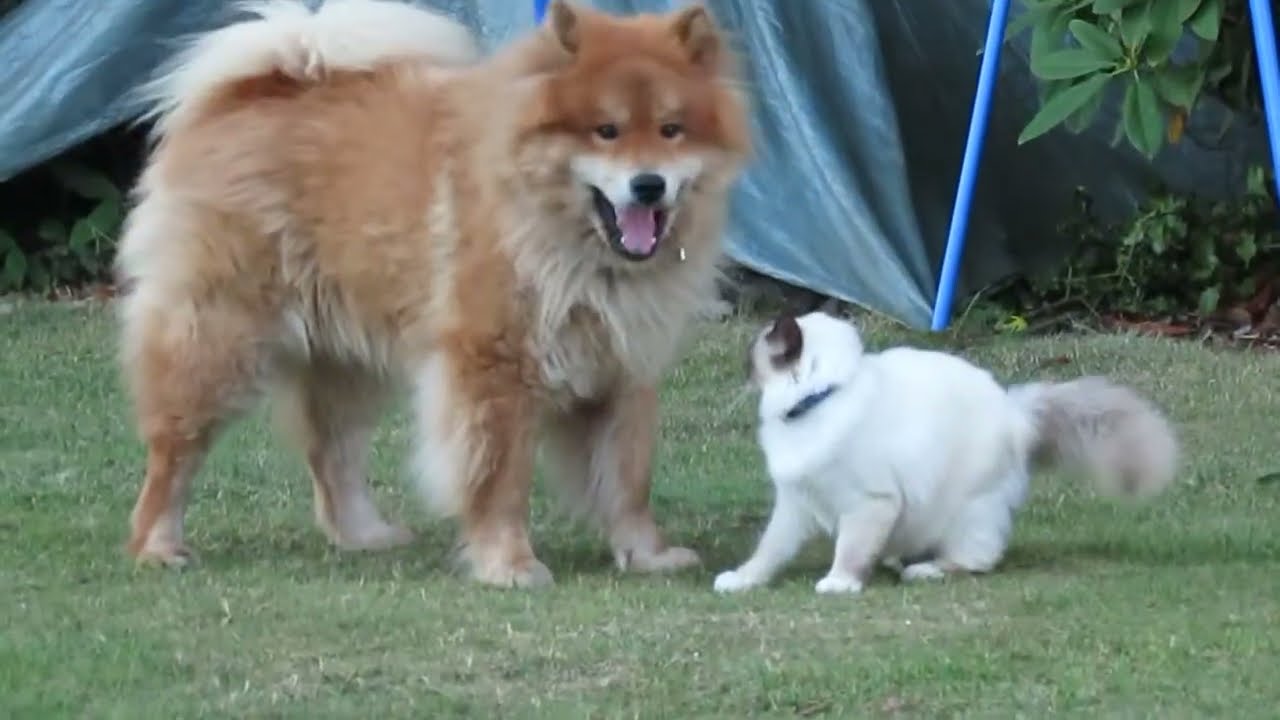 cat and  dog VERY BEST FRIENDS SUPER  Amitié  chat sacré de birmanie et chien Eurasier
