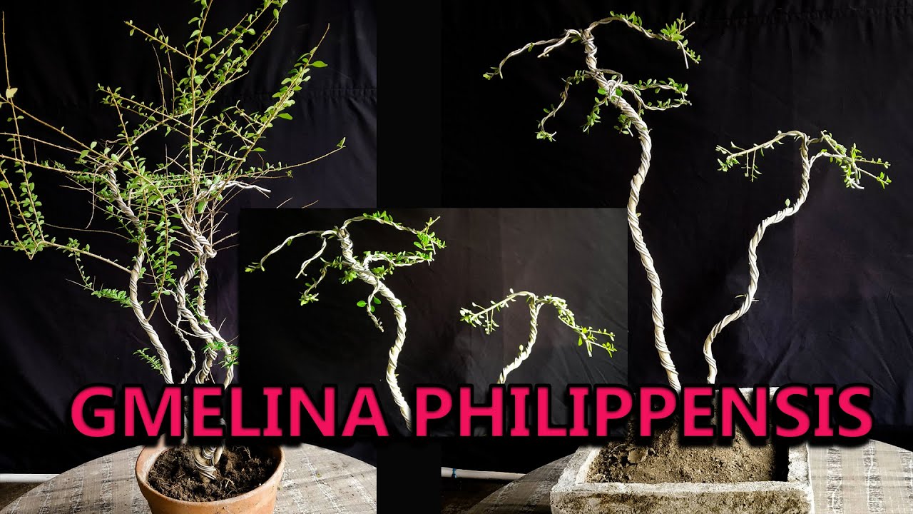 Gmlina Philippensis Bonsai Tree//Samaresh Bonsai//2023//