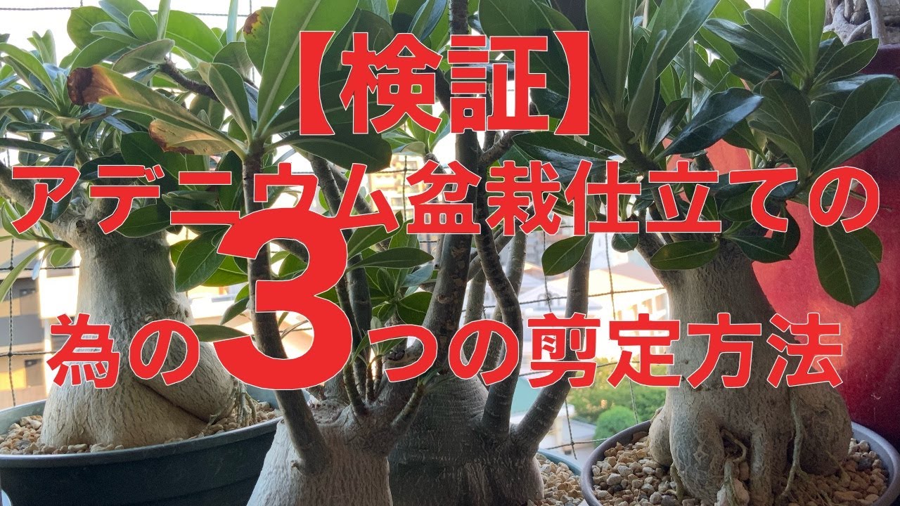 【検証結果】アデニウム盆栽仕立ての為の3つの剪定方法/2025年剪定と植え替え