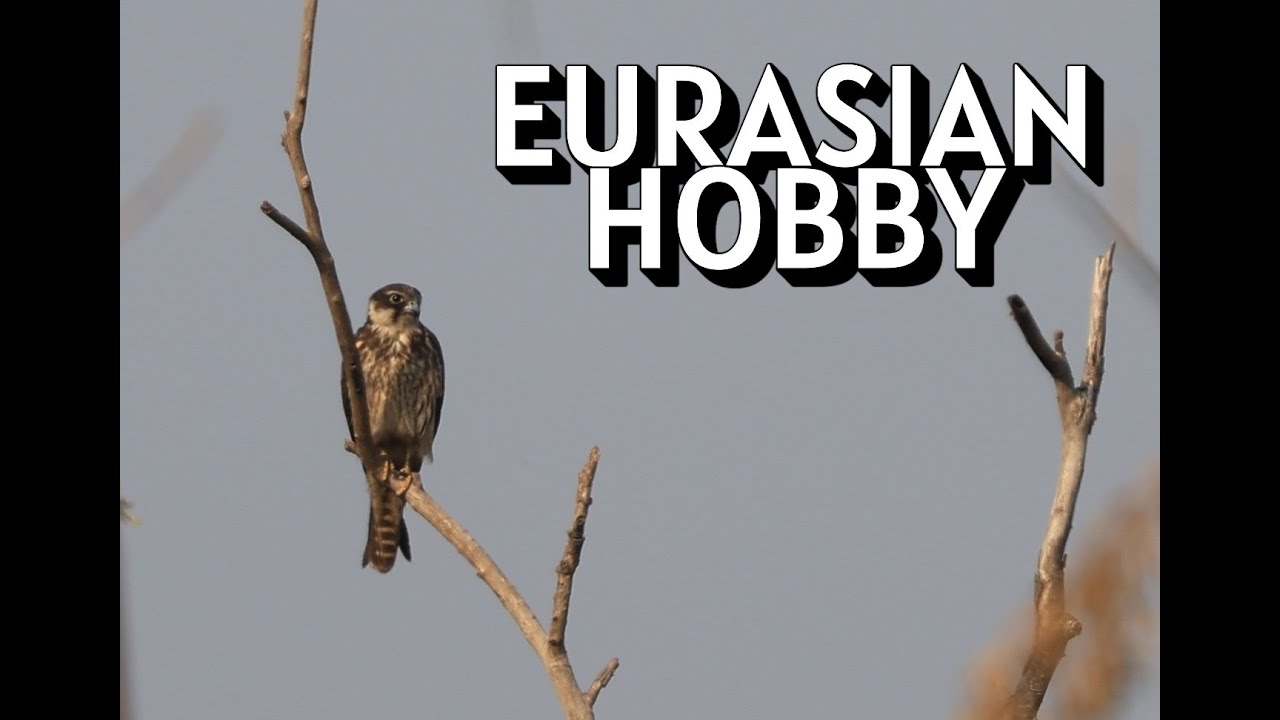 January at Vetal Tekdi | Eurasian Hobby After 2 Years