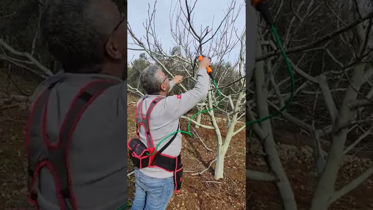 Baş köyde  budama 6 yaş