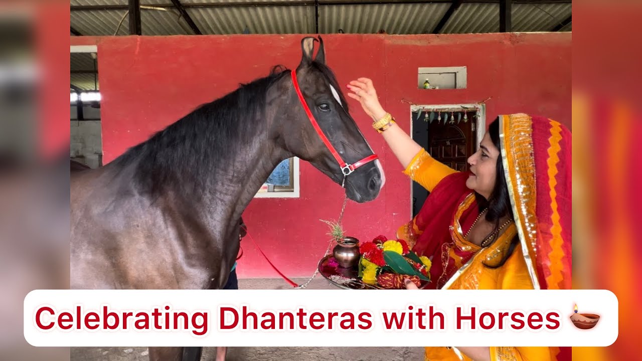 Dhanteras Special: Horses and Traditions✨