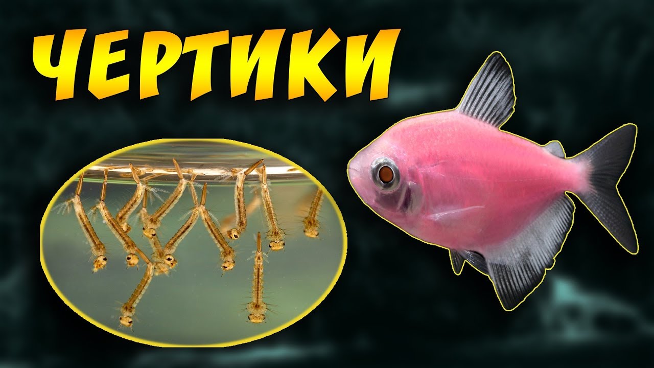 ЖИВОЙ КОРМ ДЛЯ АКВАРИУМНЫХ РЫБОК ЧЕРТИКИ ИЛИ МОТЫЛЬ!