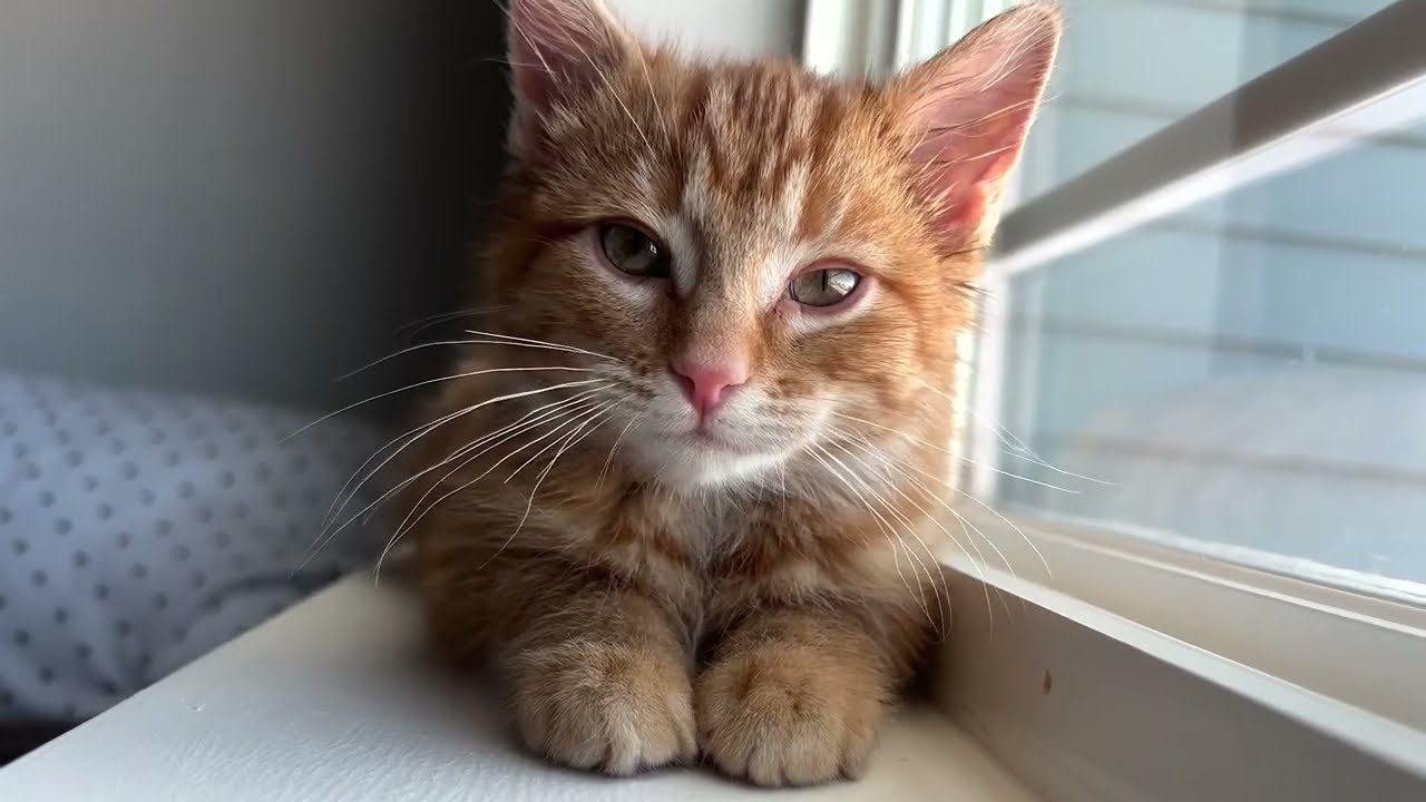 Kitten Purring for One Hour | ASMR