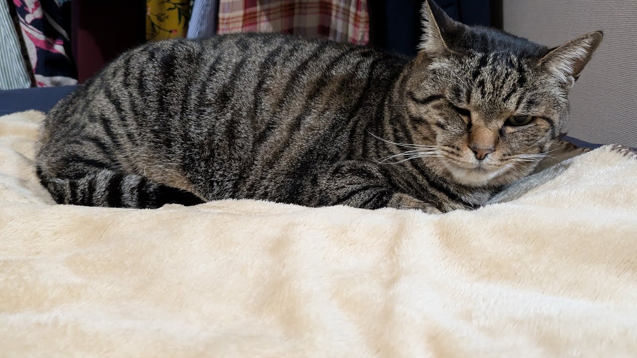 Brushtime with my Cats