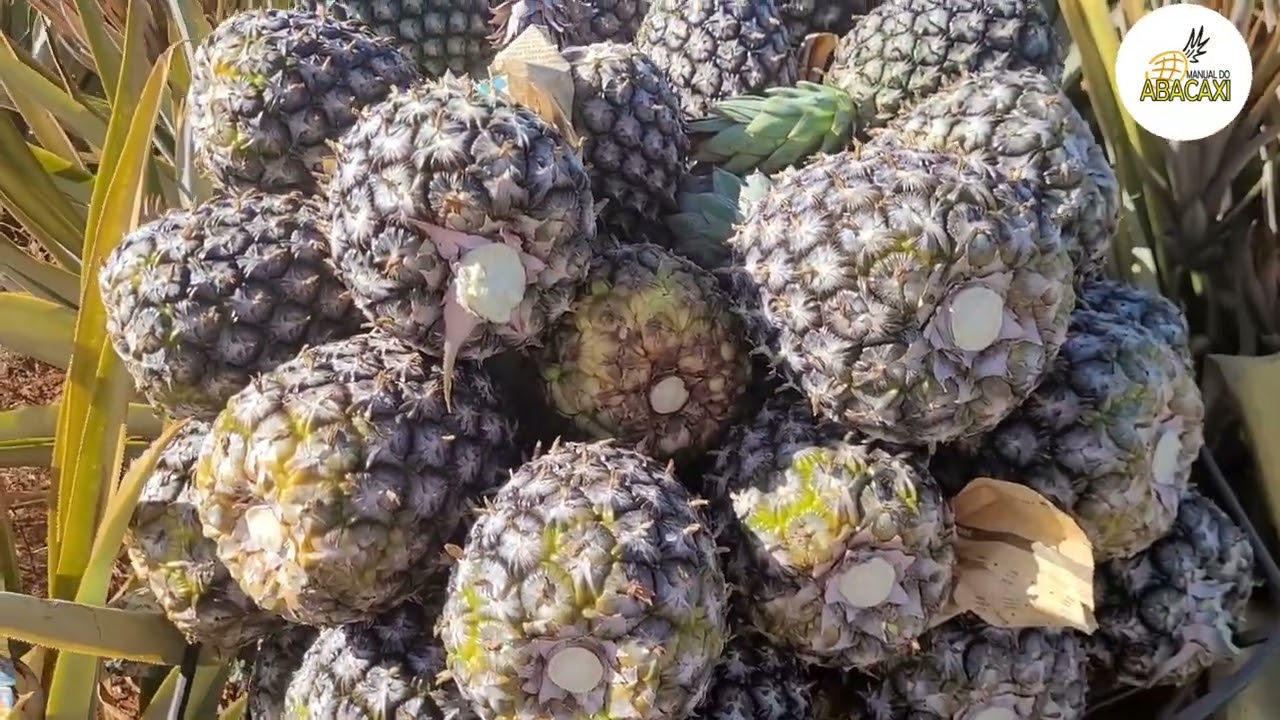 COLHEITA DO ABACAXI (GOTEJAMENTO NA LAVOURA)