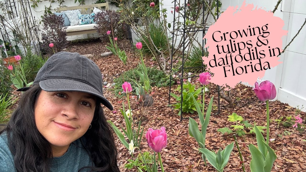 Growing tulips, daffodils and other cool season annuals in Central Florida, zone 10a. 🌷🍃🌼