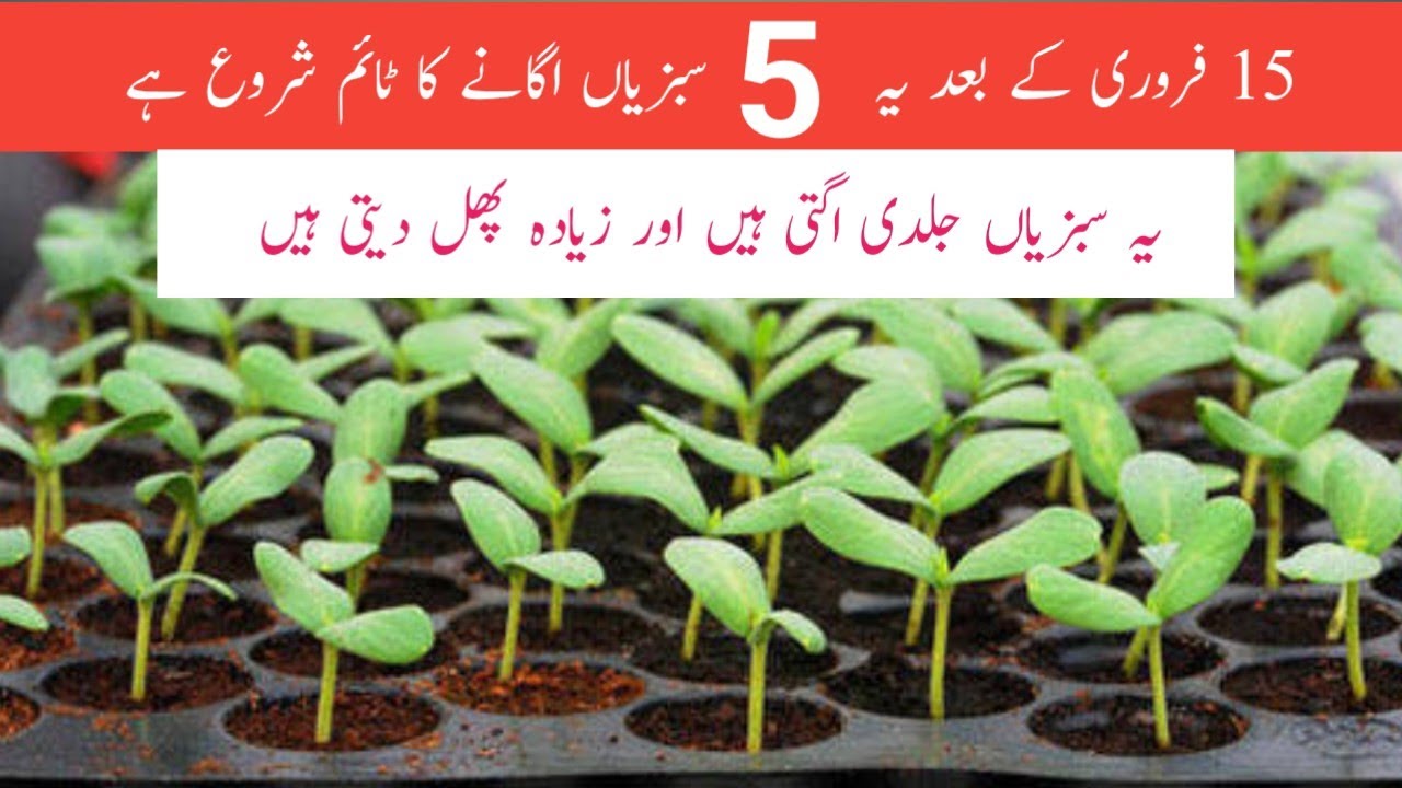 February me ugai jane wali sabziyan || Top 5 bail wali sabziyan.