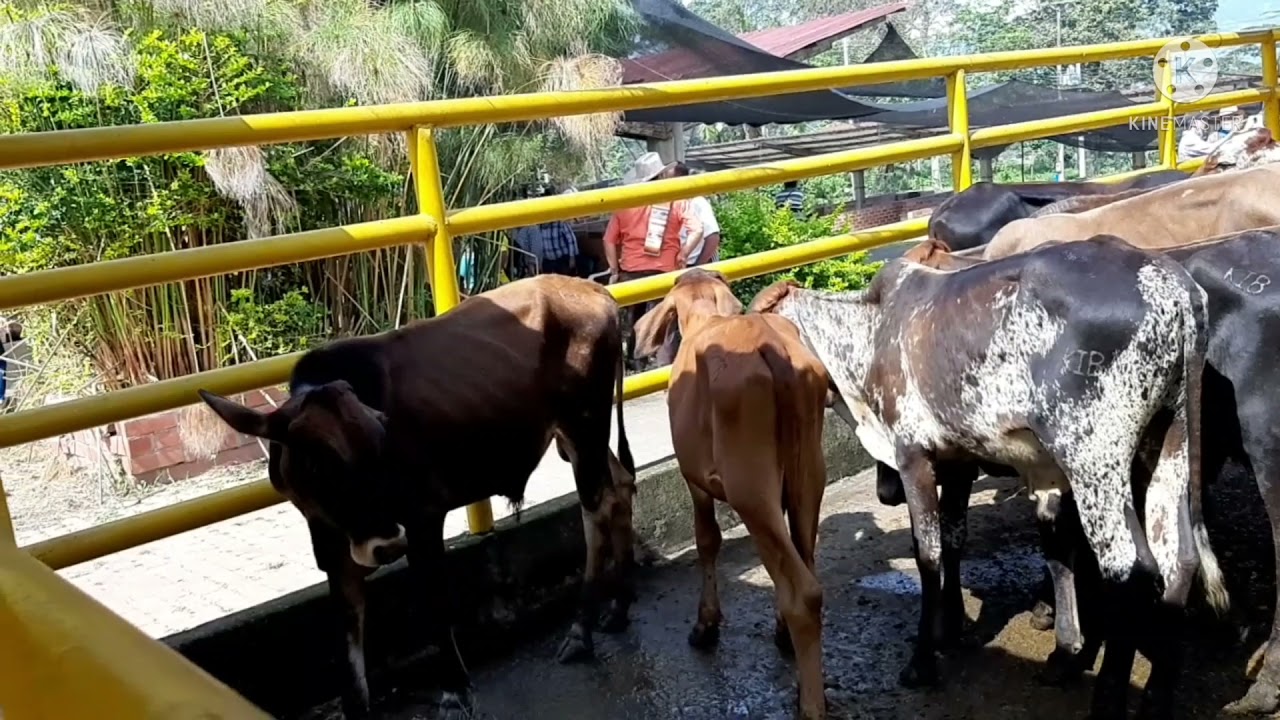 Feria ganadera en fusagasuga Cundinamarca