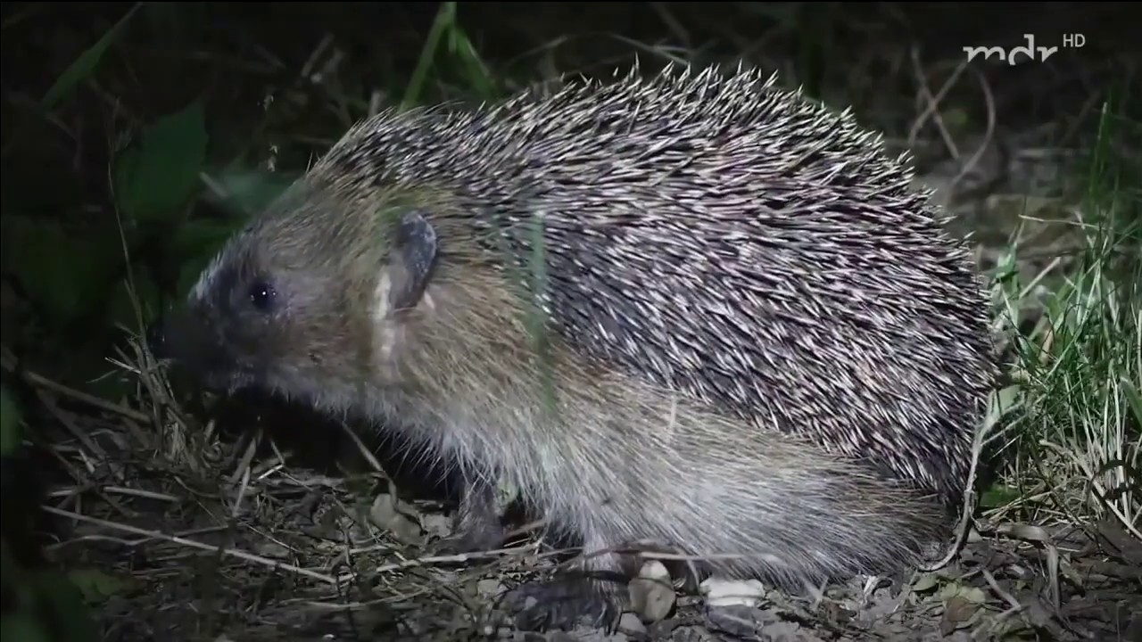 Tiere bei Nacht: Wenn es im Garten dunkel wird | MDR