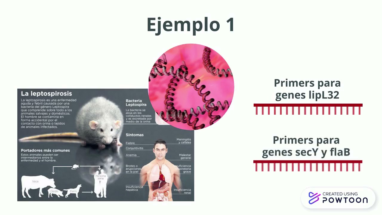 Primers para PCR - Medicina Veterinaria UCE