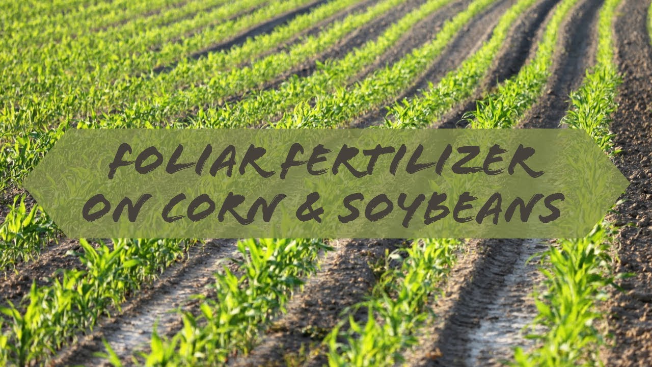 Foliar Fertilizer on Corn and Soybeans