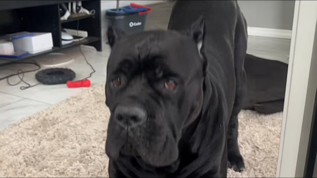 Everyone Said She Was Crazy for Keeping Him—This 140lb Cane Corso Proved Them All Wrong