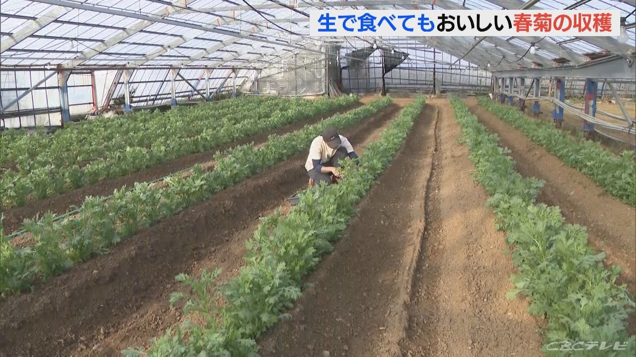 「生で食べてもおいしい」　春菊の収穫が最盛期に　地域のブランド品にも認定　愛知・田原市