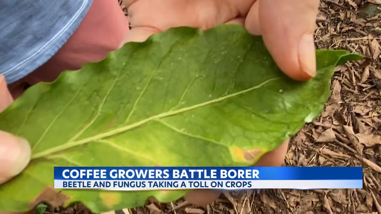 Big Island coffee farms forced to get creative in fighting pests to protect crops