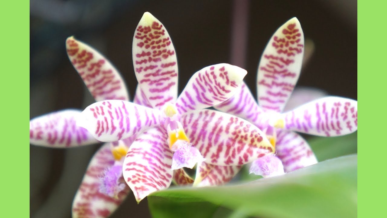 Orchid - Phal. hieroglyphica Reblooms | Orchid Species | Care Tips