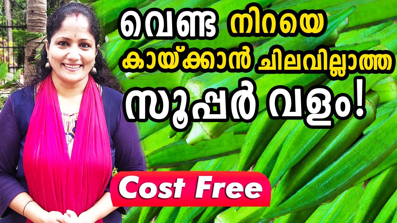 വെണ്ട നിറയെ കായ്ക്കാൻ ചിലവില്ലാത്ത സൂപ്പർ വളം!|ZERO COST Venda Krishi Tips and Fertilizer Malayalam