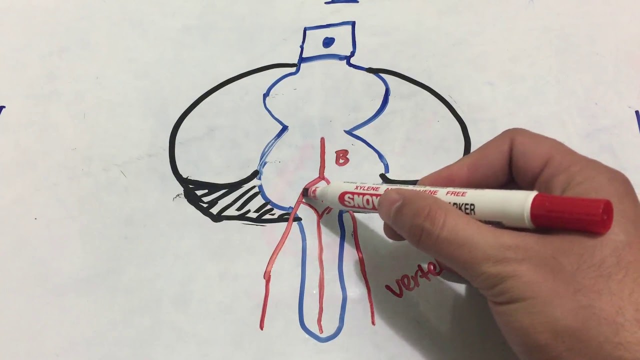 Brain Blood Supply (1) - | Posterior circulation -  تروية الدماغ  - بأسلوب سريع و مبسط