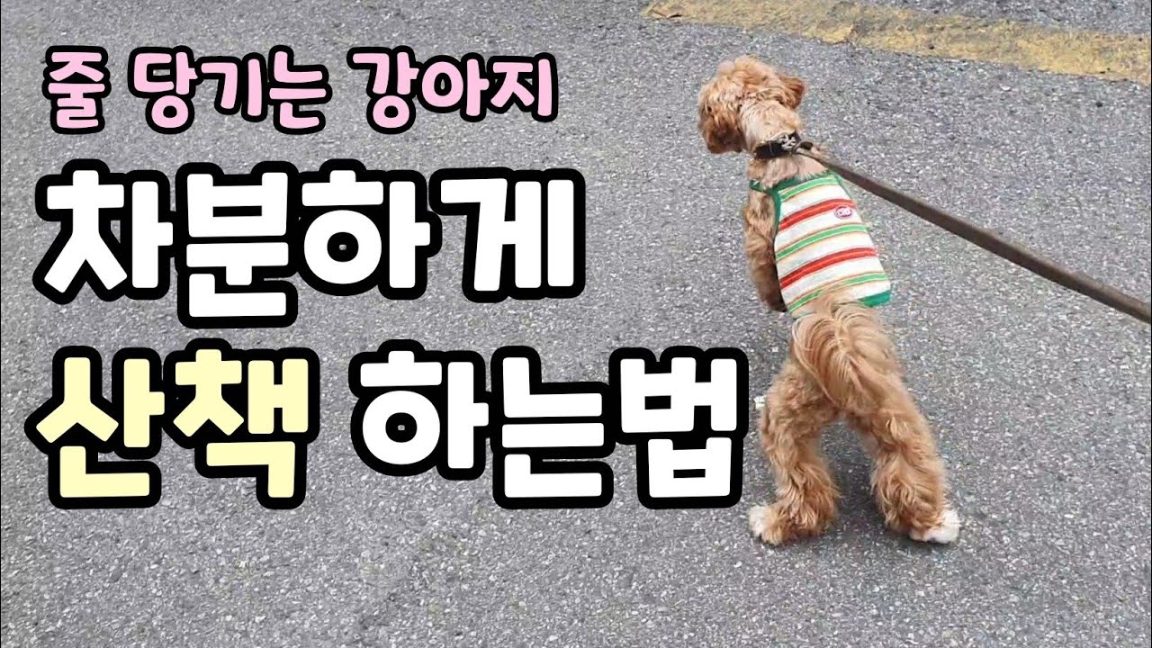강아지 산책 훈련. 줄 당기는 강아지 교육 방법.