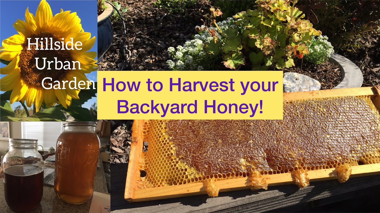 When to Harvest Honey | Backyard Honey Harvest | Beekeeping for Beginner’s