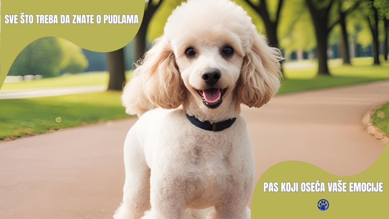 Pudla - Najinteligentniji pas koji oseća vaše emocije | Sve što treba da znate o pudlama