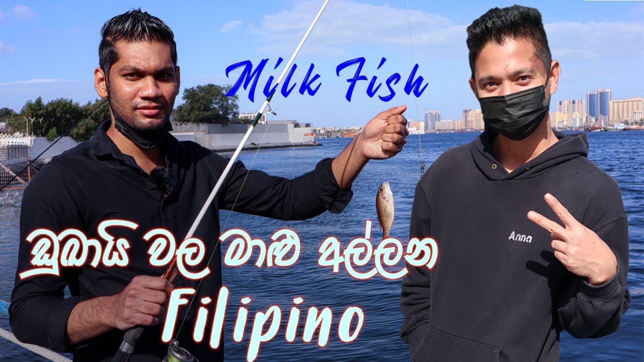 morning fishing in dubai with filipino | milk fish | barracuda | must watch