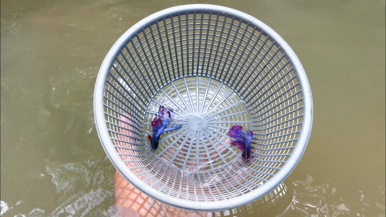 Nangkap cupang liar bersama bocil ketemu ikan Langka😳