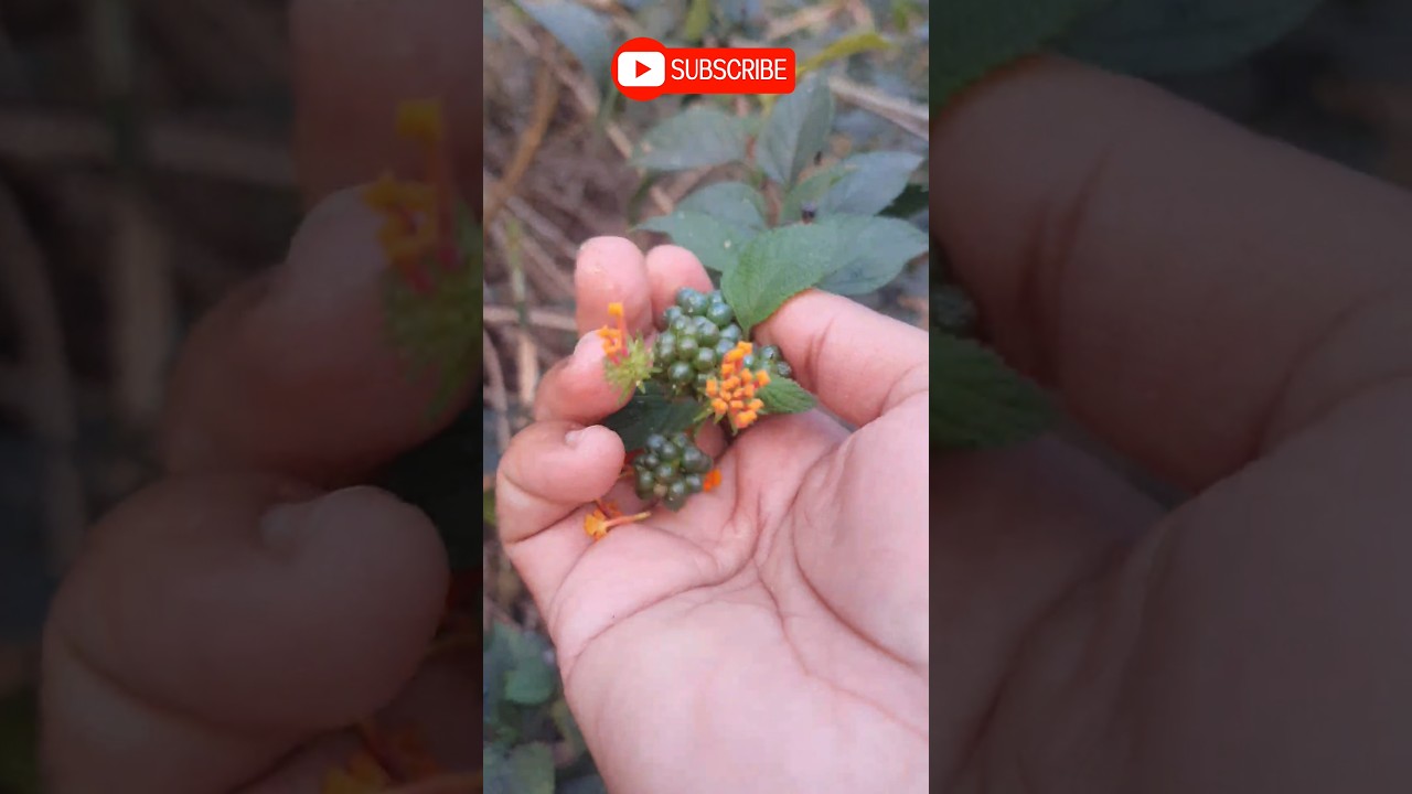Red Putush Plant #putus #putush #putushplant #westindianlantana