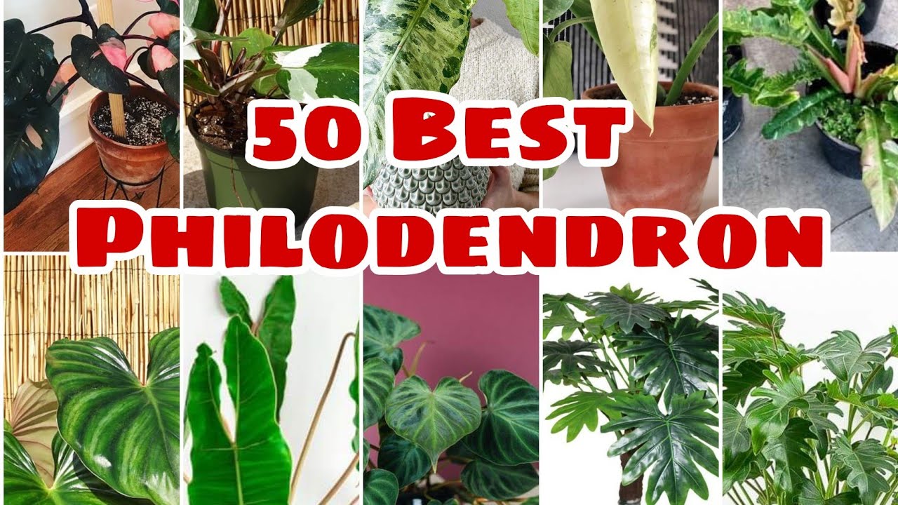 50 Philodendron Best Varieties